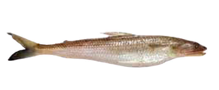 Lizard Fish